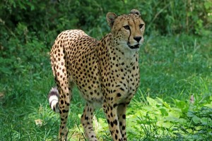 cheetah-2477273_1920