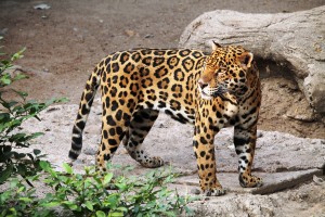jaguar-1727406_1920